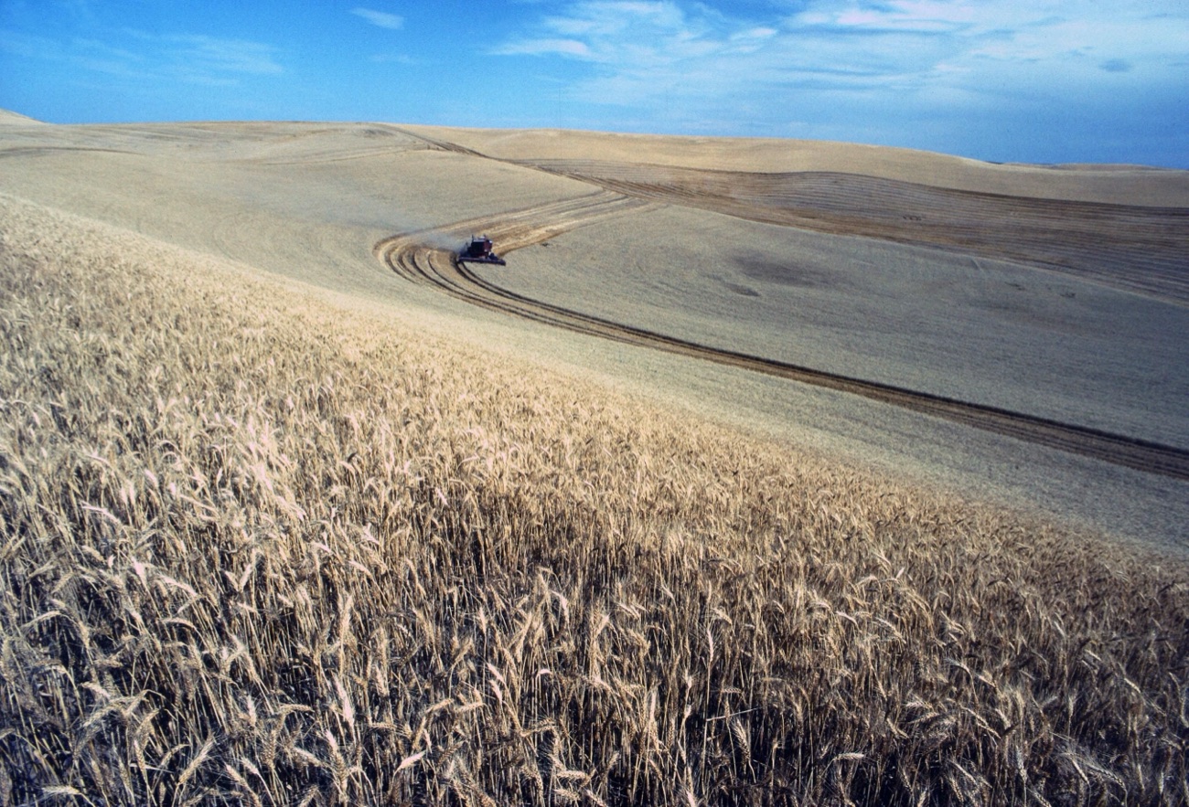 Golden wheat harvest — responsible, sustainable cultivation